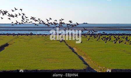 La Bernache cravant (Branta bernicla), flock, décoller, Allemagne, Schleswig-Holstein, dans le Nord de la Frise, Nordstrand Banque D'Images