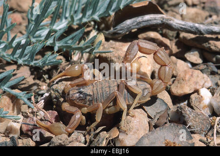 Scorpion jaune commun (Buthus occitanus), Espagne Banque D'Images