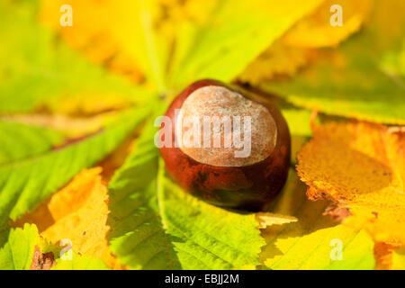 Le marronnier commun (Aesculus hippocastanum), les feuilles d'automne avec des fruits sur le terrain Banque D'Images