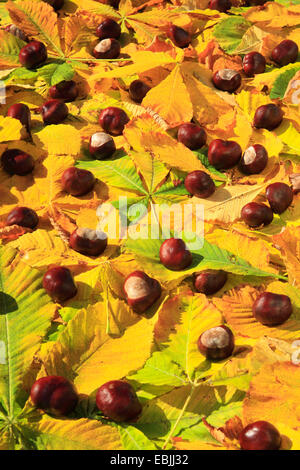 Le marronnier commun (Aesculus hippocastanum), les fruits et les feuilles sur le terrain Banque D'Images