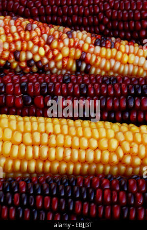 Le maïs, le maïs (Zea mays, Zea mays 'Multicolor', Zea mays maïs multicolore), mulicolored s/n, gènes de saut Banque D'Images