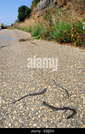 Snake (Natrix tessellata dés), fait tomber snake dés sur une route dans une zone de conservation, la Grèce, Péloponnèse Banque D'Images