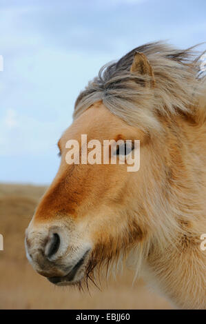 Cheval Fjord norvégien, le cheval (Equus caballus przewalskii f.), portrait dans le vent, Pays-Bas, Texel Banque D'Images