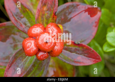 Dwarf cornel, du cornouiller (Cornus suecica), la fructification dans la pluie, la Suède, la Laponie, Abisko National Park Banque D'Images