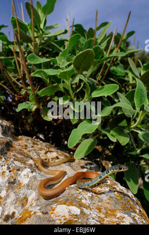 Whip vert clair, Dahl's snake snake whip (Coluber najadum dahli, Platyceps najadum dahli), latent, Grèce, Péloponnèse Banque D'Images