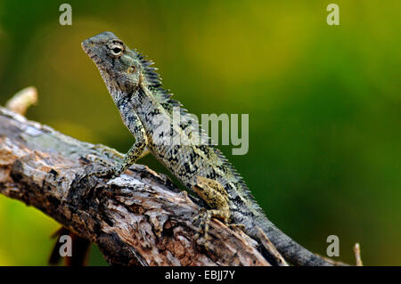 Bloodsucker commun indien, lézard, variable variable agama, chameleon (Calotes versicolor), assis sur une branche, le Sri Lanka, le Parc National de Wilpattu Banque D'Images