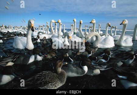 Cygne chanteur (Cygnus cygnus), il y a beaucoup d'oiseaux avec le canard pilet dans l'hiver à l'habitat d'un lac, au Japon, Hokkaido, Kussharo-Ko Banque D'Images