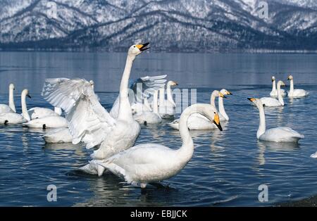 Cygne chanteur (Cygnus cygnus), groupe à l'hiver à l'habitat d'un lac, au Japon, Hokkaido, Kussharo-Ko Banque D'Images