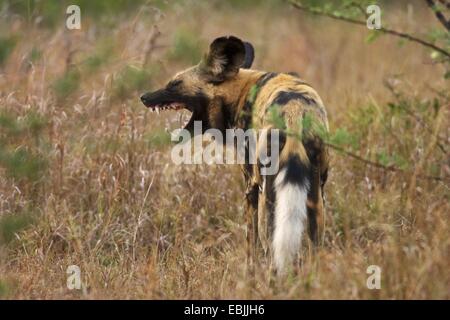 Chien sauvage d'Afrique (Lycaon pictus), les bâillements, Afrique du Sud, Kwazulu-Natal, Hluhluwe-Umfolozi National Park Banque D'Images