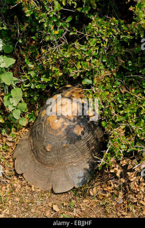 Chat tortue, marginated tortoise (Testudo marginata), poussant hors d'un fourré avec la tête et les jambes tirées en Thessalie, Grèce, Banque D'Images