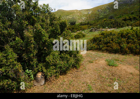 Chat tortue, marginated tortoise (Testudo marginata), poussant hors d'un fourré au bord d'un chemin de trekking avec la tête et les jambes tirées en Thessalie, Grèce, Banque D'Images