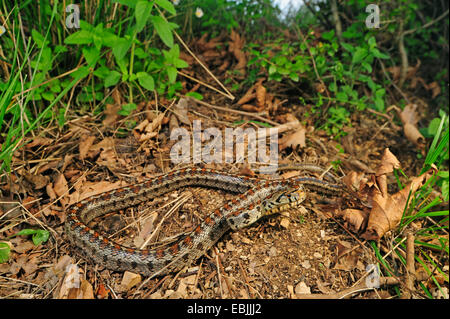 Leopard (Elaphe situla) Snake, kreeping sur sol sec sol, Grèce, Macédoine Banque D'Images