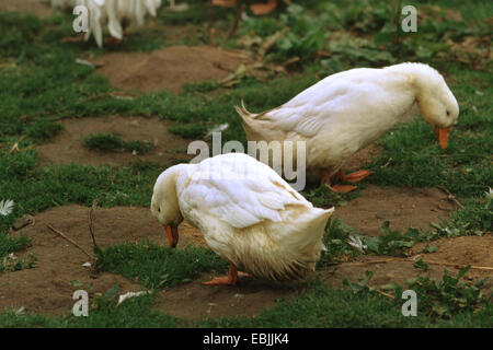 (Anas platyrhynchos Canard domestique f. domestica), les canards de Pékin américain dans un pré Banque D'Images