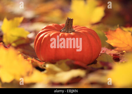Sur les feuilles de citrouille, Suisse Banque D'Images