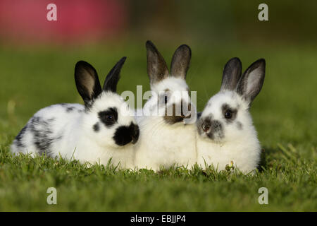 Lapin domestique (Oryctolagus cuniculus f. domestica), trois lapins en noir et blanc dans un pré Banque D'Images