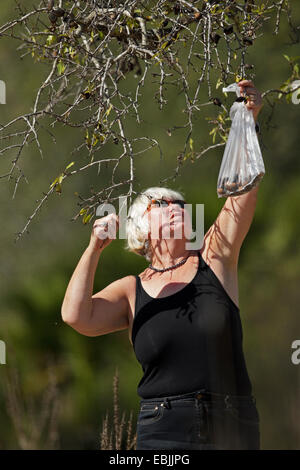 Young Woman picking amandes mûres sur l'arbre d'amande, l'amande (Prunus dulcis, syn. Prunus amygdalus) Majorque, Espagne Banque D'Images