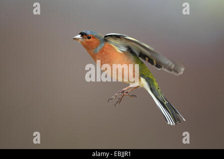 Chaffinch (Fringilla coelebs), voler, Royaume-Uni, Ecosse, le Parc National de Cairngorms Banque D'Images