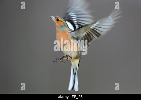 Chaffinch (Fringilla coelebs), l'atterrissage, Royaume-Uni, Ecosse, le Parc National de Cairngorms Banque D'Images