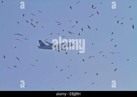 Mouette rieuse (Larus ridibundus, Chroicocephalus ridibundus), grande bande de mouettes le ciel avec un avion à l'atterrissage sur l'aéroport Munic, Allemagne, Bavière, Muencheberg Banque D'Images