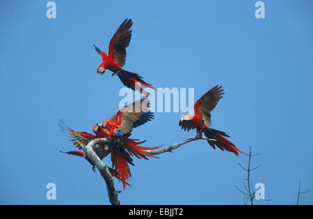 Ara rouge (Ara macao), cinq Ara aras landing on twig, Costa Rica Banque D'Images