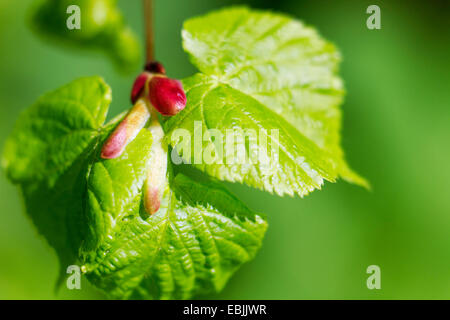 Tilleul à petites feuilles, littleleaf linden, peu de feuilles Tilia cordata (Tilleul), les jeunes feuilles de combava, Allemagne, Hesse Banque D'Images