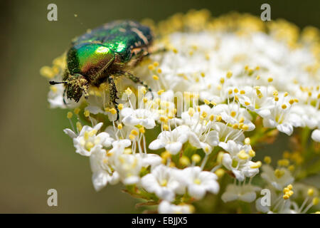 Chafer Cetonia aurata (rose), assis sur les fleurs blanches, l'Allemagne, Hesse, NSG Bulau Banque D'Images