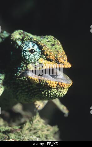 Caméléon de Jackson, Jackson's trois-horned chameleon (Chamaeleo jacksonii, Chamaeleo jacksoni,), portrait d'une femme Banque D'Images