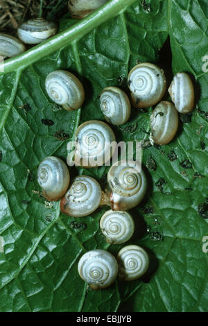 Escargot, escargot Chartreuse chartreux (Monacha cartusiana cartusiana Theba, escargots), certains se nourrissent d'une feuille Banque D'Images