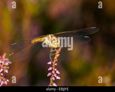 Libellule jaune reposant sur Heather dans le coucher du soleil sur la face de lumière Banque D'Images