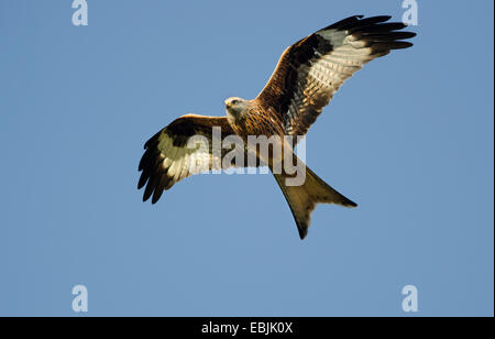 Le milan royal Milvus milvus en oiseau de proie en vol au dessus de l'estuaire de Solway, Ecosse Banque D'Images