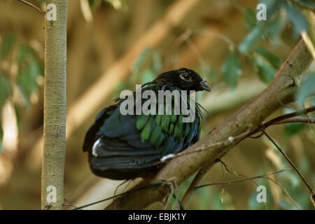 Pigeon nicobar (Caloenas nicobarica), assis sur une branche Banque D'Images