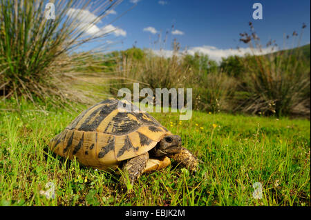 Tortue tortue grecque, Hermanns, Boettgers (tortue Testudo hermanni boettgeri), dans l'herbe, Grèce, Macédoine Banque D'Images