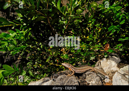 Erhard's lézard des murailles (Podarcis erhardii riveti, Podarcis erhardi, Lacerta erhardi), femme de soleil sur un rocher, la Grèce, la Macédoine, l'Olymp Banque D'Images