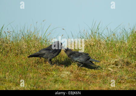 Choucas (Corvus monedula), alimentation adultes squeaker ist dans un pré, Allemagne Banque D'Images