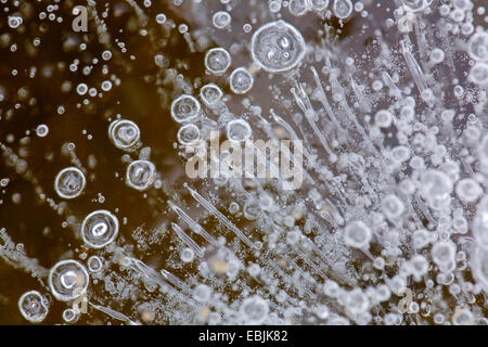 Les structures de glace sur un étang , Allemagne, Schleswig-Holstein Banque D'Images