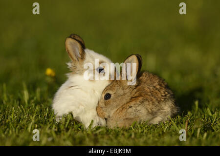 Lapin domestique (Oryctolagus cuniculus f. domestica), white brown bunny bunny dans le soleil du soir Banque D'Images