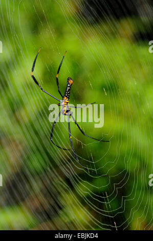 Les araignées géantes, de la soie d'araignée Nephila pilipes (bois, Nephila maculata, Nephilidae ), femme dans son site web, le Sri Lanka, Sinharaja Forest National Park Banque D'Images