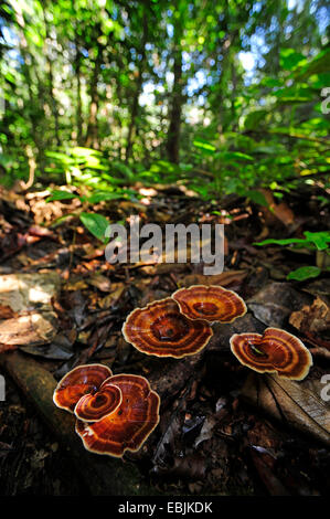 Les champignons sur le sol forestier , Sri Lanka, Sinharaja Forest National Park Banque D'Images