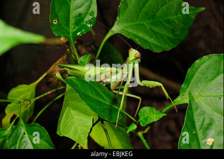 Mantis asiatique géant. â€" (cf. membranacea ), assis sur une branche qui se cache, le Sri Lanka, Sinharaja Forest National Park Banque D'Images