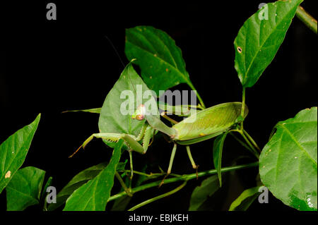 Mantis asiatique géant. â€" (cf. membranacea ), assis sur une branche qui se cache, le Sri Lanka, Sinharaja Forest National Park Banque D'Images