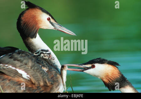 Grèbe huppé (Podiceps cristatus), parents avec chick, la Suisse, le lac de Constance Banque D'Images