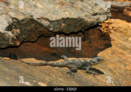 Roughtail rock agama Agama stellio, hardun (, Stellio stellio), assis sur un rocher, la Grèce, la Chalcidique Banque D'Images