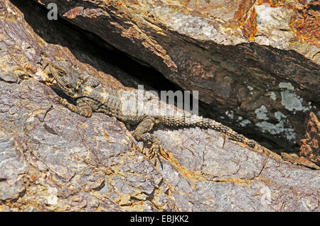 Roughtail rock agama Agama stellio, hardun (, Stellio stellio), assis sur un rocher, la Grèce, la Chalcidique Banque D'Images