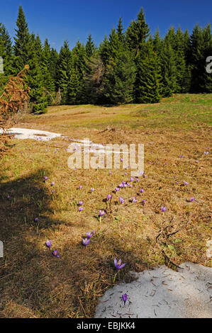Dans un pré en fleurs dans les montagnes des Rhodopes de l'Ouest, Grèce, Mer Rhodopen Banque D'Images
