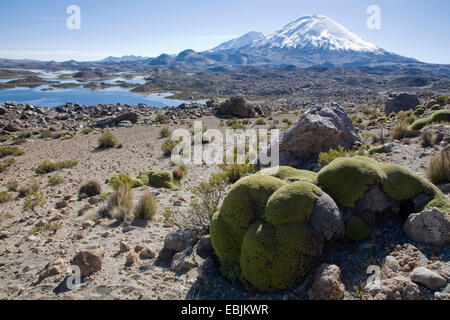 Llareta (Azorella compacta), en face des volcans Parinacota et Pomerape (avant) (retour) dans le parc national de Lauca, Chili Banque D'Images