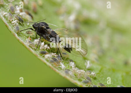 Dogwood-grass (Pucerons Anoecia corni), colonie de pucerons sur herbe-cornouiller cornouiller, Germany Banque D'Images