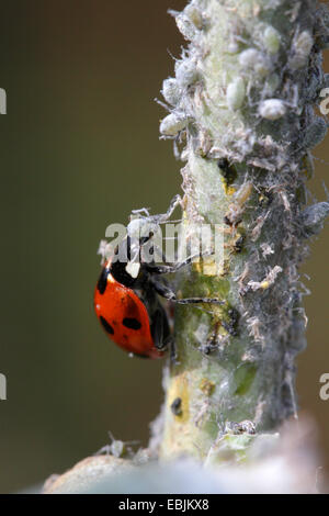 7-spot ladybird, ladybird, sevenspot 7-spot coccinelle (Coccinella septempunctata), manger les pucerons, Germany Banque D'Images