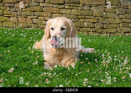 Golden Retriever (Canis lupus f. familiaris), 5 ans homme couché dans un pré en face d'un mur de pierres naturelles de lécher le museau, Allemagne Banque D'Images