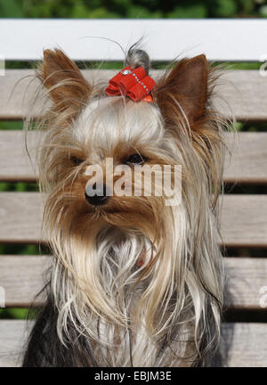 Yorkshire Terrier (Canis lupus f. familiaris), portrait, assis sur un banc en bois avec un ruban rouge dans les cheveux, Allemagne Banque D'Images