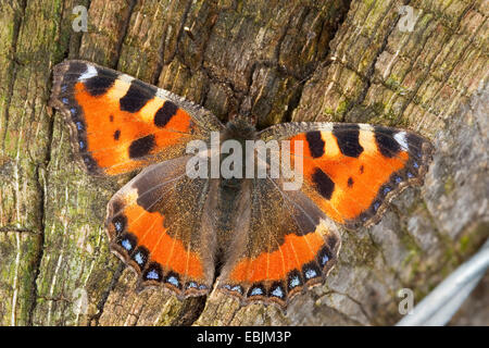 Petite écaille (Aglais urticae), assis sur le bois mort, Allemagne Banque D'Images